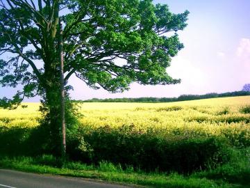 Venta - Ourense - Ref: S5001